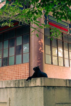 特朗普的豪赌：击毙哈梅内伊、美军阵亡、油价飙升——他能在11月赢回一切吗？