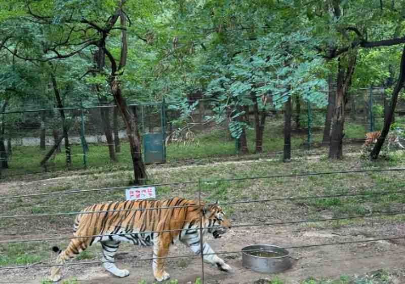 安全规则的技术边界:八达岭野生动物园事件的系统失效深度复盘 新闻