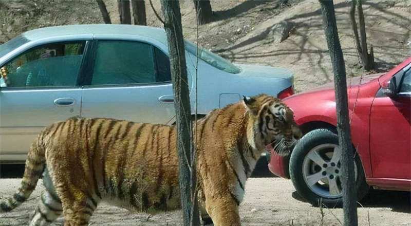 安全规则的技术边界:八达岭野生动物园事件的系统失效深度复盘 新闻