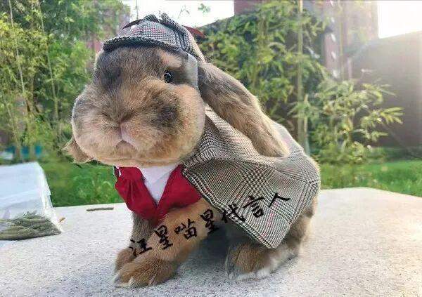 从外婆的针线活到宠物高定:一位78岁上海奶奶的技术突围 时尚用品