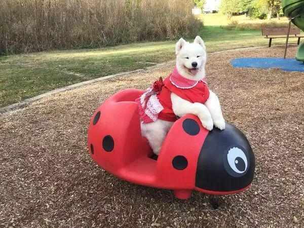 从外婆的针线活到宠物高定:一位78岁上海奶奶的技术突围 时尚用品