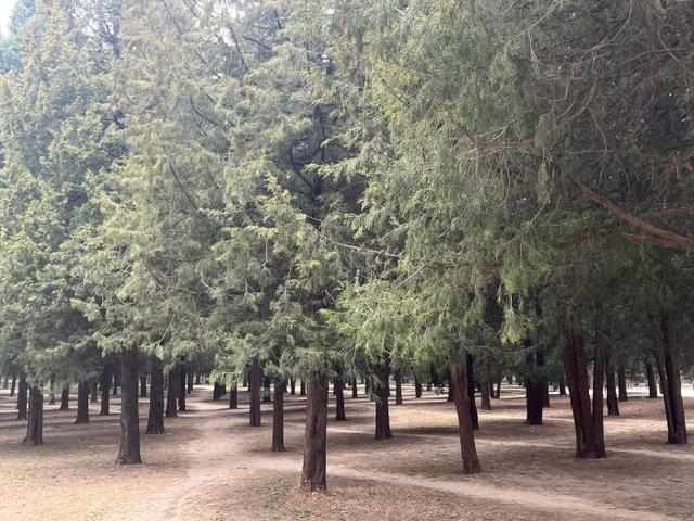 《花粉过敏为何席卷7500万人:一位过敏科医生的深度解读》 健康养生