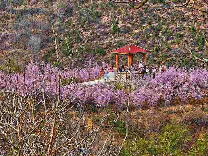  从秦岭花海看文旅转化：一场关于「颜值经济」的深度技术解构 文化旅游