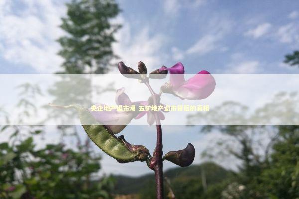 央企地产退市潮 五矿地产退市背后的真相